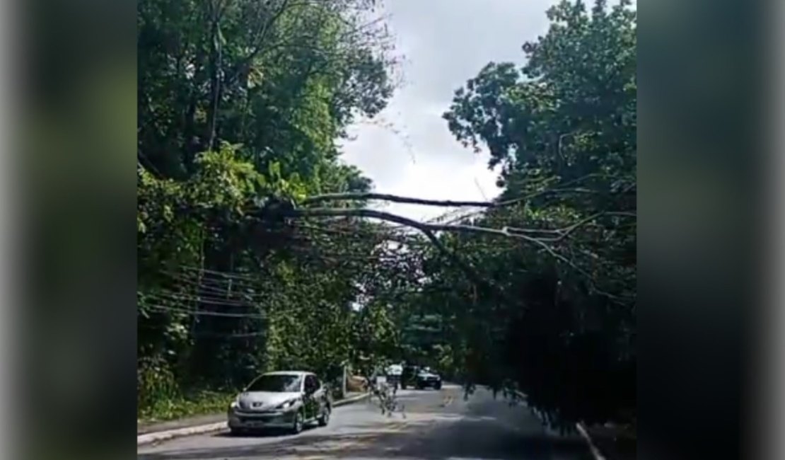 Árvore tomba em cima de fiação de rede elétrica e provoca transtornos na Serraria