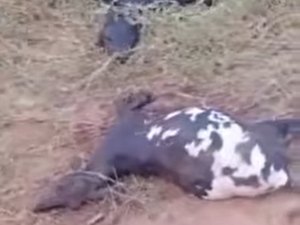 [Vídeo] Animais são encontrados mortos em propriedade rural de Palmeira dos Índios