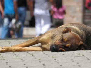 Após onda de adoções, abandono de animais domésticos dispara 70% na pandemia