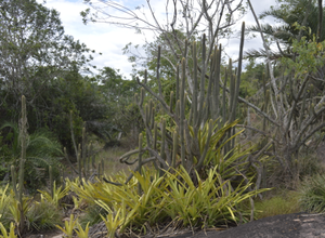 No dia da Caatinga, IMA alerta para a importância da preservação do bioma