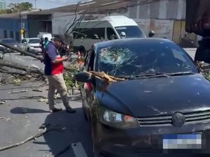 Árvore cai e atinge carro que passava pela Avenida Leste-Oeste, em Maceió
