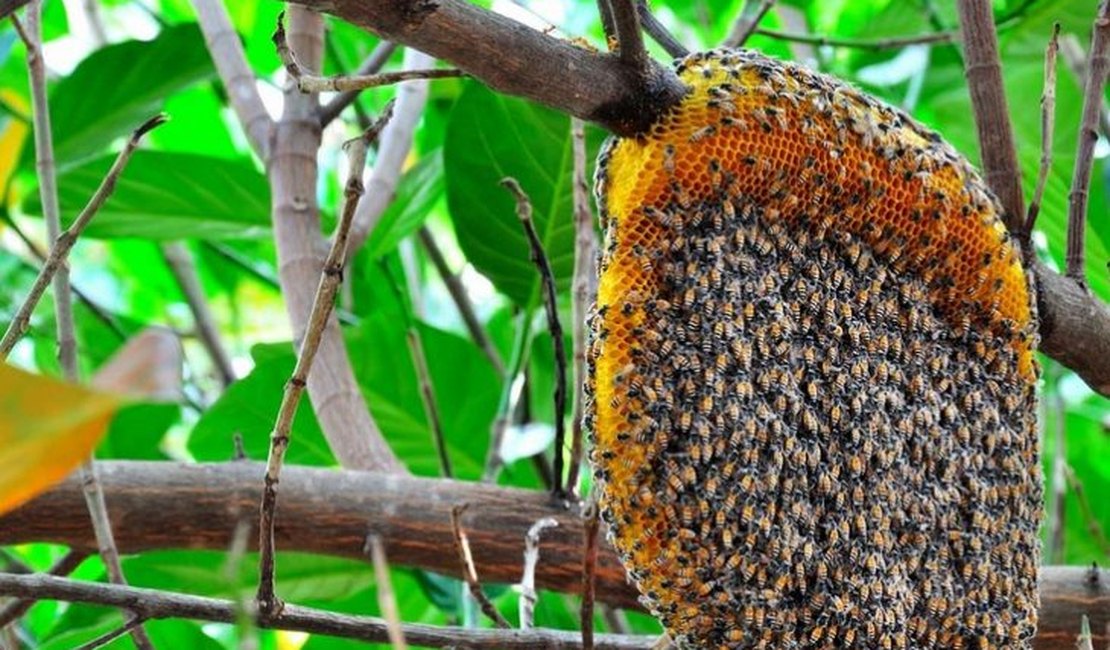  Idosa leva mais de 30 picadas de abelhas em Delmiro Gouveia