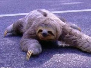 Bicho-preguiça é resgatado em rodovia próximo a São Miguel dos Milagres