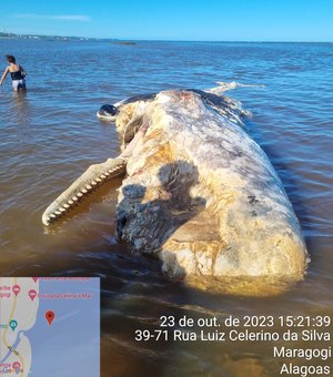 Baleia é achada morta na Praia de São Bento