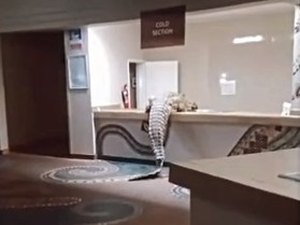 Crocodilo invade hotel de luxo na África e causa pequena bagunça