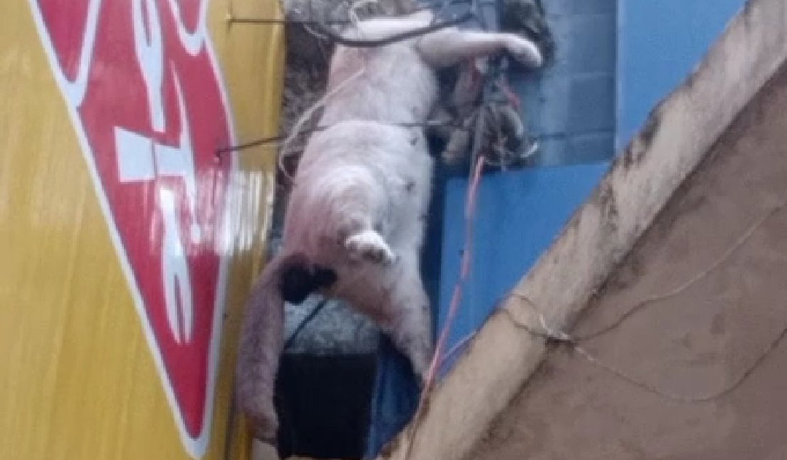 Animal é eletrocutado em fiação no Centro de Arapiraca e causa transtorno