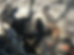 Corpo carbonizado de homem com passagem pela polícia é localizado no Sertão de Alagoas