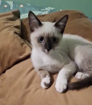 Gata de apoio emocional para idoso com depressão desaparece em Arapiraca