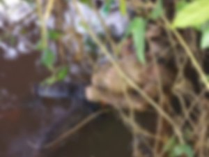 Corpo em decomposição é encontrado em Maragogi