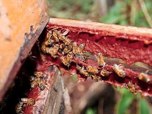 Projeto que reconhece própolis vermelha como patrimônio é aprovado em 1º turno