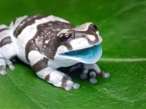 Perereca amazônica possui interior da boca azul e é vendida como pet no exterior