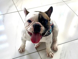 Tutora pede ajuda para localizar buldogue francês que desapareceu em Arapiraca