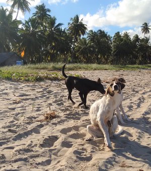 Vacinação Antirrábica para cães e gatos começa segunda (22) em Alagoas