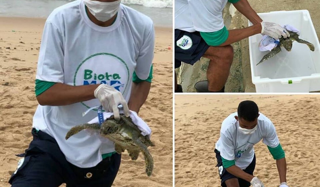 Tartaruga encalhada é resgatada com vida da praia de Cruz das Almas, em Maceió