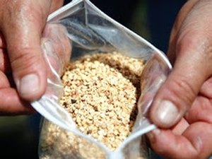 Componente químico é apontado como causa da microcefalia