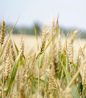 Governo muda ICMS do trigo e dos biscoitos e pode reduzir custo para pequenas indústrias