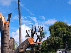 Poda e supressão de árvores sem autorização é crime ambiental, alerta Alurb
