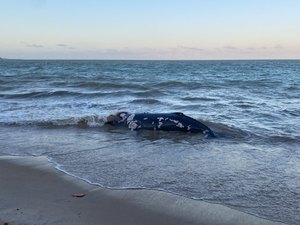 [Vídeo] Baleia morre encalhada na Barra de Santo Antônio