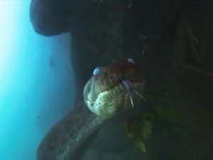 Sucuri gigante 'mostra língua' ao ser flagrada em águas cristalinas de MS