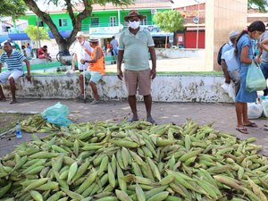 Venda de milho deixa vendedores otimistas em Maragogi