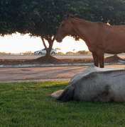 Cavalos soltos na beira de rodovia oferecem risco aos motoristas na AL-220 em Arapiraca
