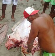 [Vídeo] Pescadores matam tubarão na Barra de Santo Antônio