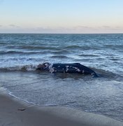 [Vídeo] Baleia morre encalhada na Barra de Santo Antônio