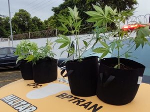 Homem é preso em flagrante com plantação de maconha em casa