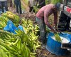 Adeal fiscaliza combate à Sigatoka Negra em bananicultores de Porto Calvo
