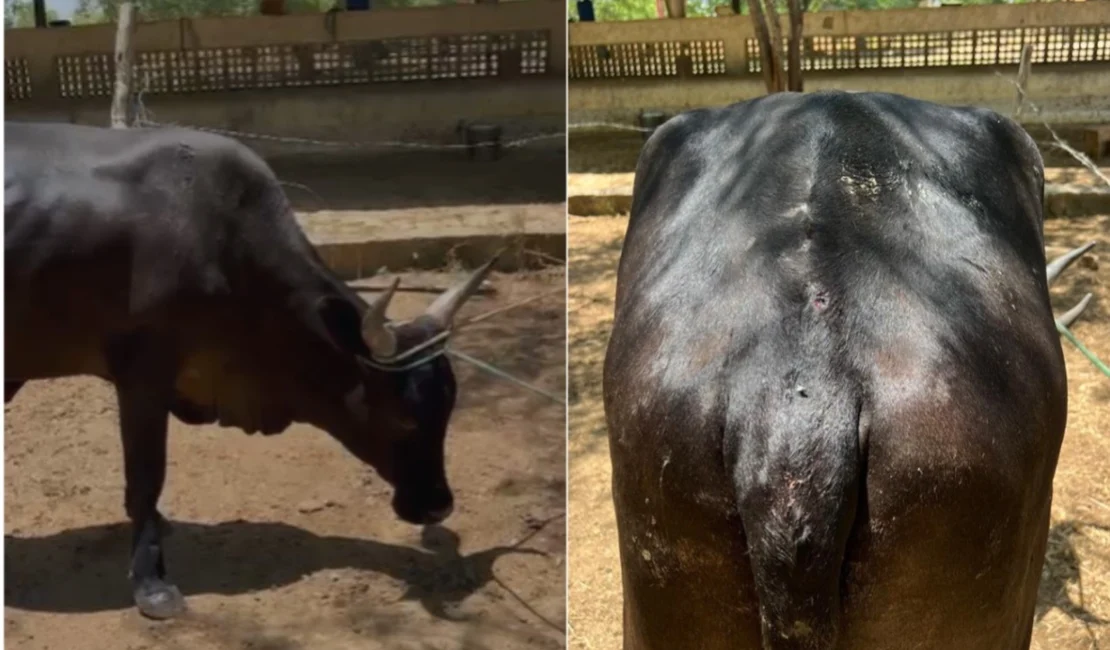 Pecuarista mostra boi baleado  após ataque de grupo armado em conflito com prefeito