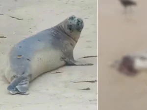 Instituto Biota confirma que elefante-marinho encontrado morto era 'Leôncio'