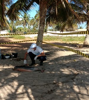 [Vídeo] Boto cinza é encontrado morto no litoral alagoano