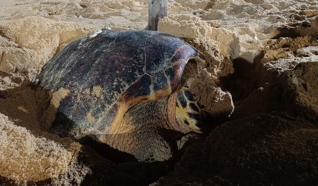 Tartaruga-de-pente é vista desovando na praia da Cruz das Almas