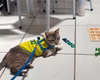 Gato desaparecido em Arapiraca é encontrado a 600 km de distância em Natal