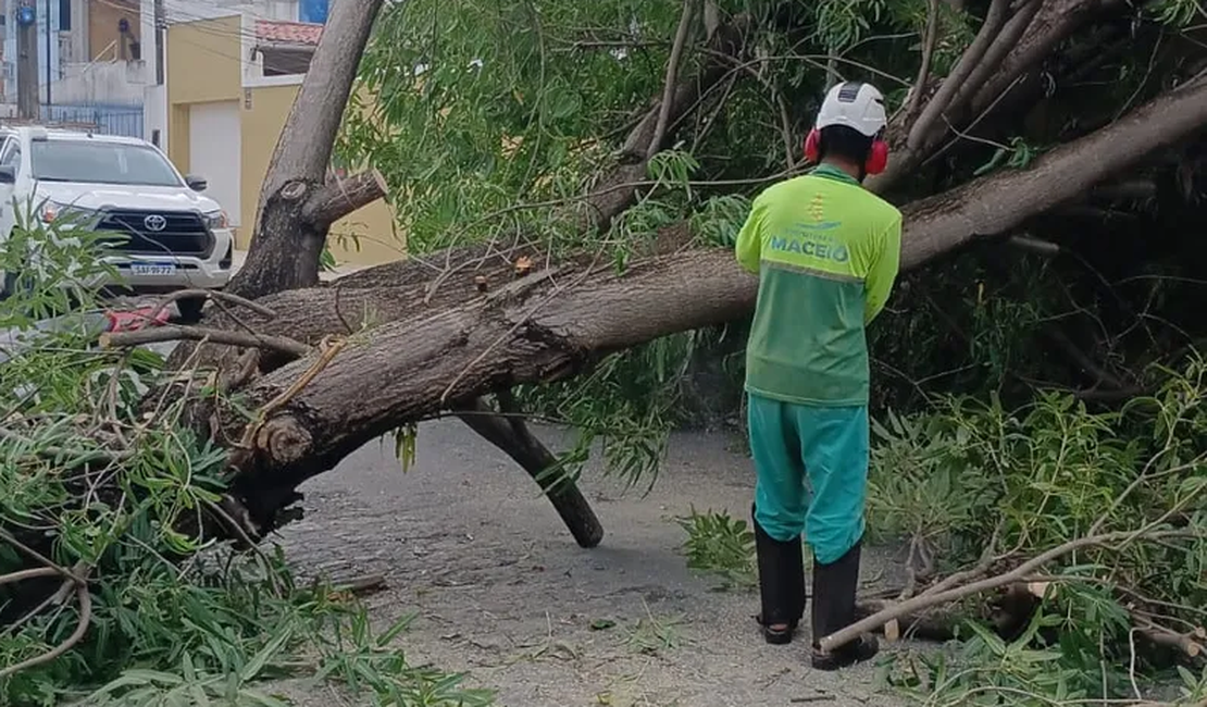 Árvore cai, derruba poste e atinge residência no bairro da Jatiúca, em Maceió