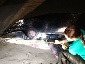 Filhote de baleia jubarte morre após ficar encalhado na praia do Sobral, em Maceió