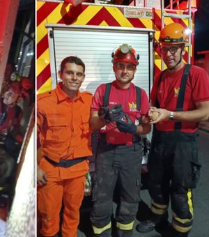 Bombeiros resgatam três filhotes de gato após mãe ser atropelada em Marechal Deodoro