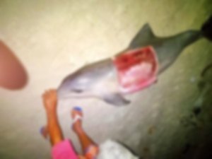 Boto é encontrado morto na Praia da Avenida