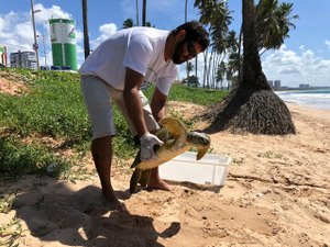 Tartaruga marinha é resgatada na Praia de Cruz das Almas, em Maceió 