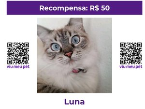 Família procura por gata doméstica desaparecida em Arapiraca