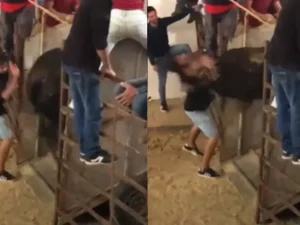Touro reage, dá coice e fere homem durante evento em Portugal; veja
