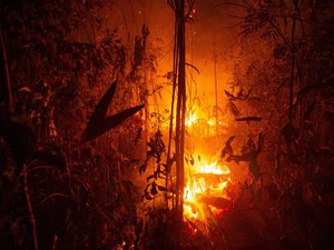 Governo aplicou R$ 36 milhões em multas ambientais no 1º mês de Operação