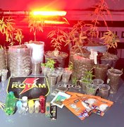 Polícia desmantela plantio de maconha em Satuba e prende traficante