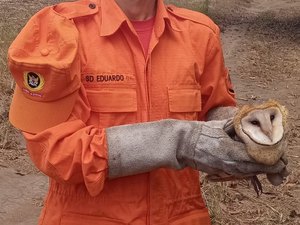 Coruja é resgatada em loja de perfumaria na cidade de São Miguel dos Campos