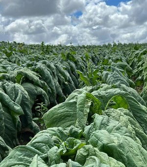 Defesa Agropecuária inicia trabalho de campo para manutenção de área livre do mofo azul do tabaco