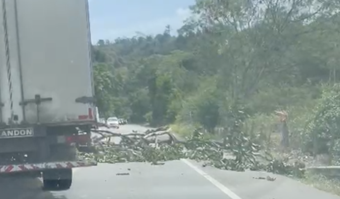 Árvore desaba e interdita parcialmente rodovia na zona rural de Satuba