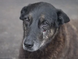 Morte do cão Orelha: caso pode ser arquivado? Entenda revolta da web