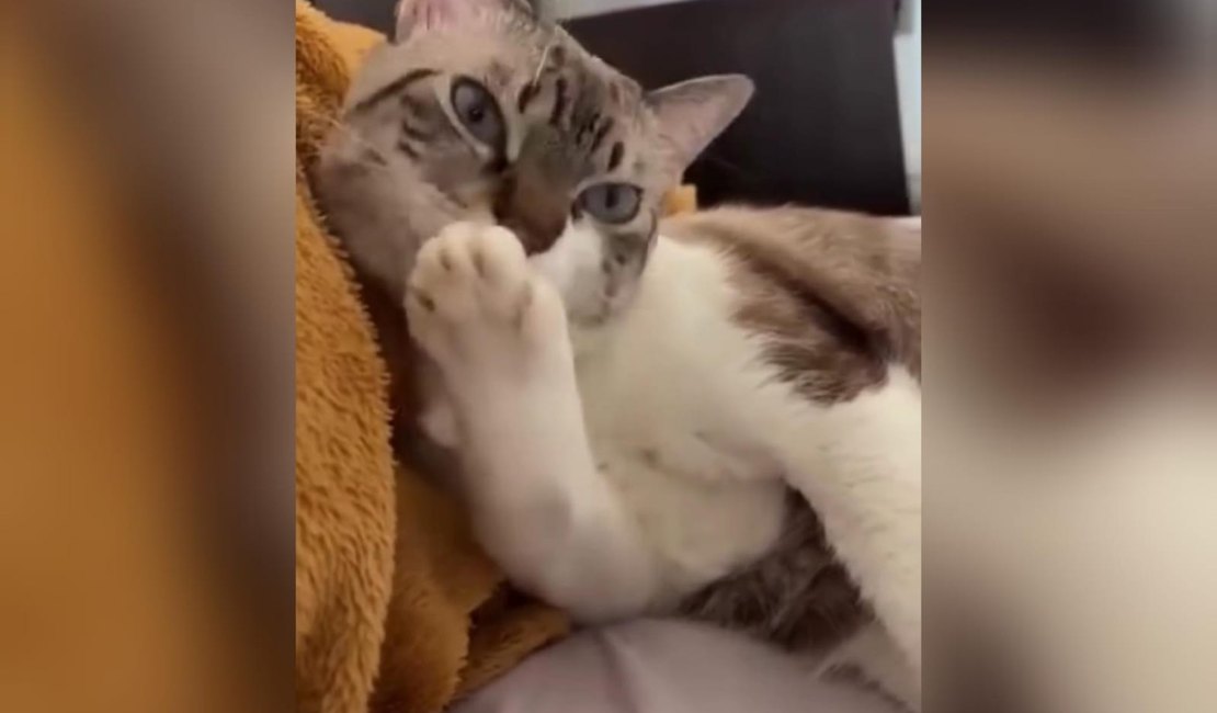 [Vídeo] Gato reage a fofoca sobre PET da vizinha como quem tem culpa no cartório