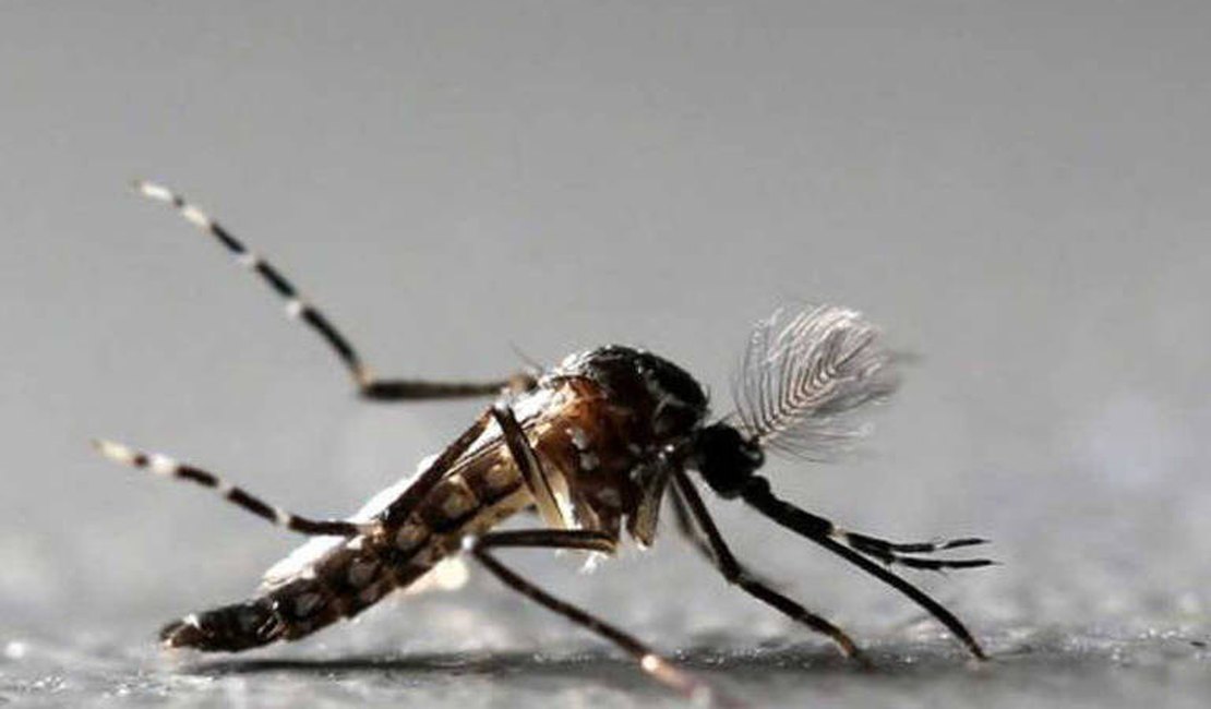 Ministério da Saúde divulga número de casos de Dengue em AL