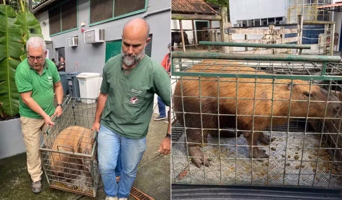 Capivara espancada por grupo na Ilha do Governador volta à natureza após dois meses de tratamento